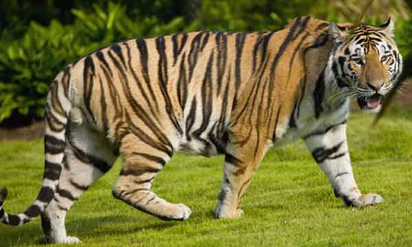 घाँस काट्न जाँदा बाघ काट्न नसकेपछि