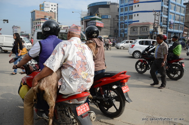 आज बडादशैँको महाअष्टमी पर्व, धेरै खसीबोका,भेडाच्याङ्ग्रा तथा राँगोकुखुराले ज्यान गुमाउदै