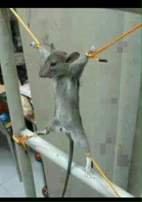 कहाँको कानुन होला यस्तो हालत बनाउने ?