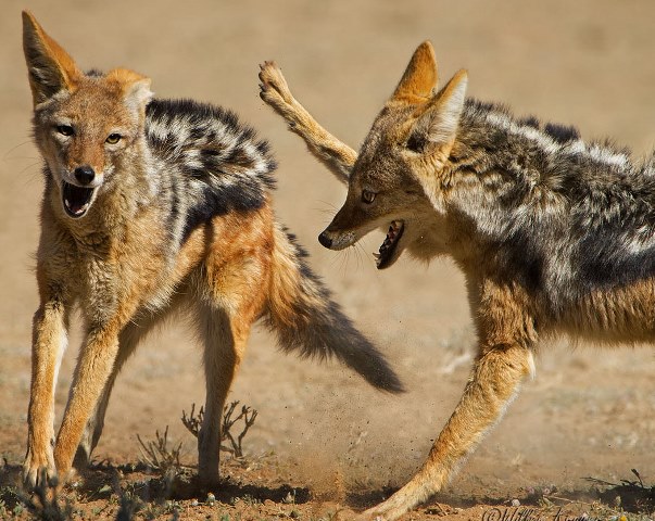 स्यालद्धारा क्रान्तीको सुरुवात ! टोकेर १८ जना घाइते बनायो