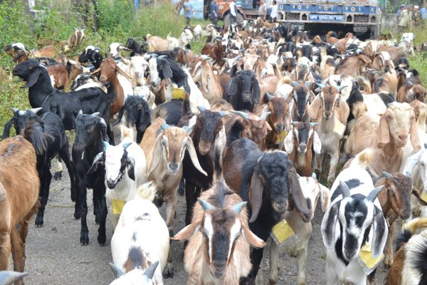 काठमाण्डौ आएका खसीबोका घुम्न नपाउदै आजबाट पैसामा साटिदै !