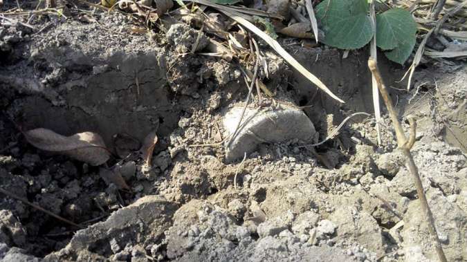 फरुवा लागेर लोकेन्द्र विष्ट फुर्लुक्कै !