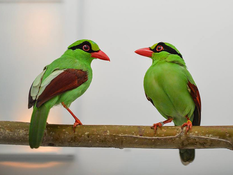 सम्मानित भए नयाँ चरा पत्ता लगाउने अनुसन्धानकर्ता