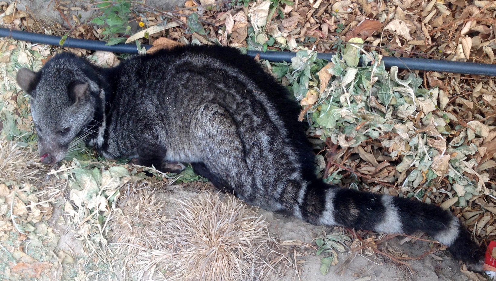 घाइते दुर्लभ निर विरालोको उद्धार