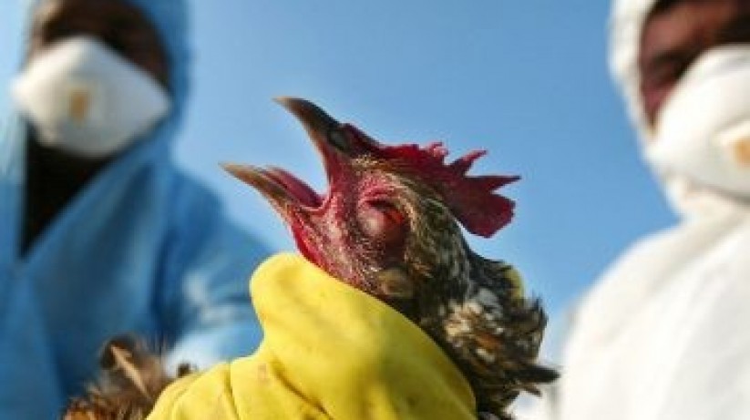 पोखरामा बर्डफ्लु,खतरा बन्दै