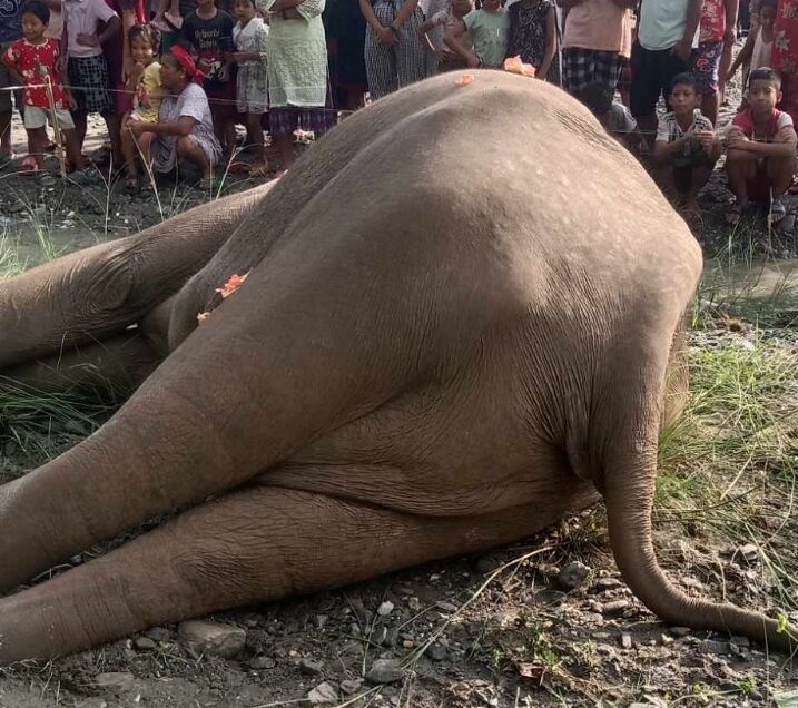 खोला किनारमा मत्ता हात्ती मृत भेटियो