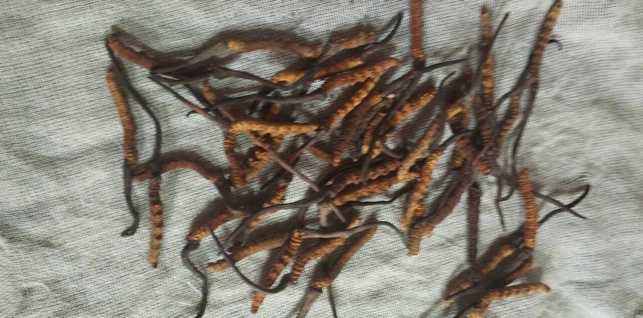 ‘यार्सागुम्बा’ अर्थात् महङ्गो जैविक कीराको खोजी